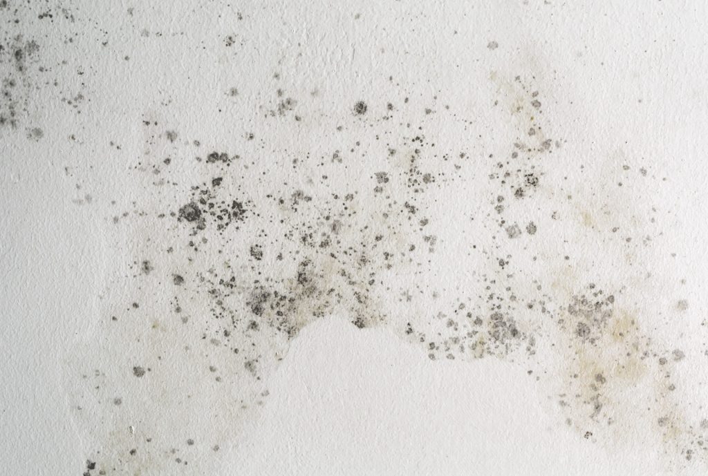 Handy Hacks to Remove Dog Smell Mold Mildew Brown Spots From Wall